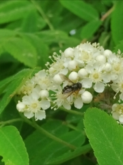 Dasysyrphus pauxillus