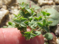 Chorizanthe corrugata