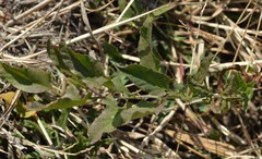 Convolvulus sagittatus