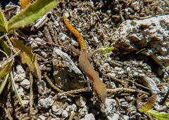 Saurodactylus brosseti