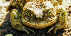 Bufotes boulengeri