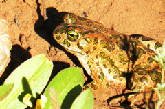 Bufotes boulengeri