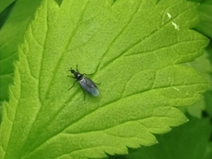 Dilophus febrilis