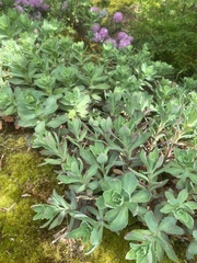 Hylotelephium telephioides