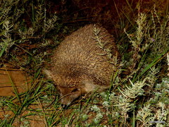 Mesechinus dauuricus