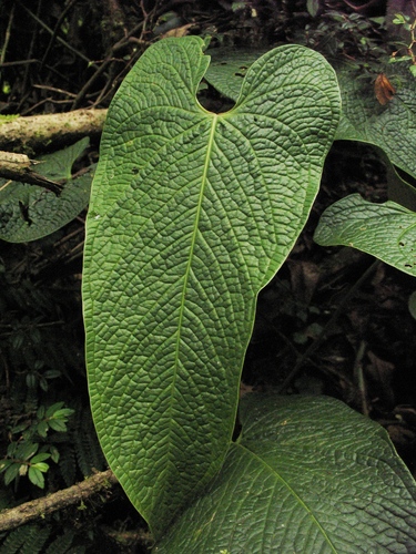 Anthurium corrugatum · iNaturalist