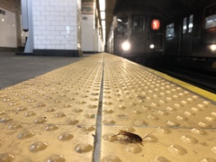 Periplaneta americana