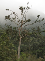 Psidium pedicellatum