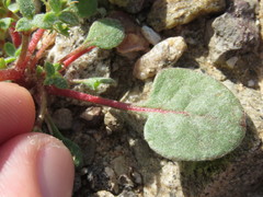 Chorizanthe corrugata