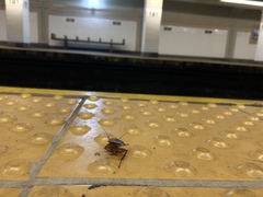 Periplaneta americana