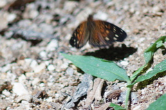 Anthanassa atronia