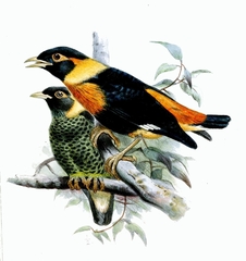 Golden Myna photo 4