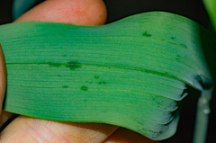 Polygonatum biflorum commutatum