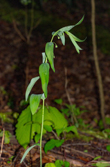 Polygonatum biflorum commutatum