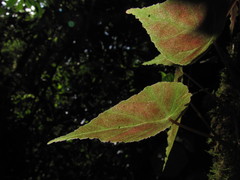 Begonia tropaeolifolia