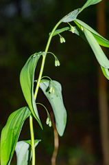 Polygonatum biflorum commutatum
