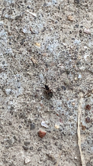 Rhyparochromus vulgaris