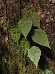 Begonia tropaeolifolia