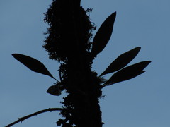 Pleopeltis macrocarpa