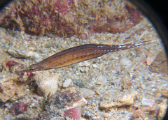 Short-Bodied Pipefish photo 1