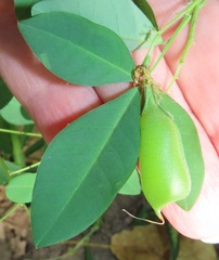 Crotalaria natalensis