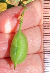 Crotalaria natalensis