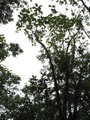 Verbesina arborea