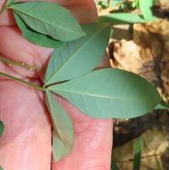 Crotalaria natalensis