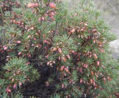 Brachyloma ericoides