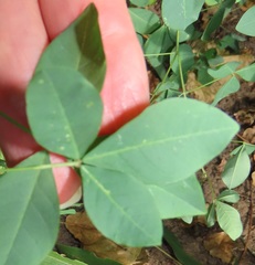 Crotalaria natalensis