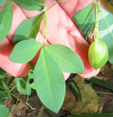Crotalaria natalensis