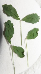 Crotalaria natalensis