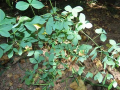 Crotalaria natalensis