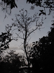 Verbesina arborea