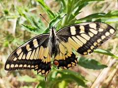 Papilio machaon