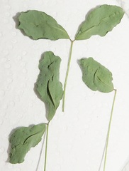 Crotalaria natalensis