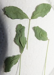 Crotalaria natalensis