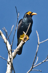 Long-Tailed Myna photo 2