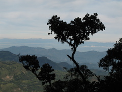 Guarea kunthiana