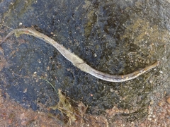 Syngnathus typhle