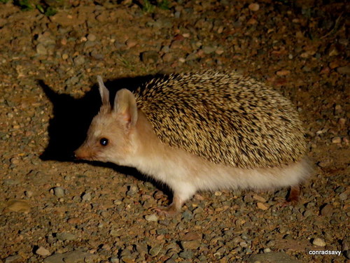 Long-eared Hedgehog