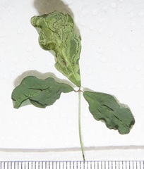 Crotalaria natalensis