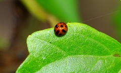 Coelophora inaequalis