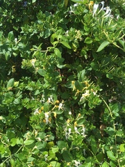 Lonicera japonica