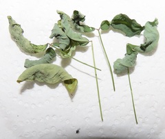 Crotalaria natalensis