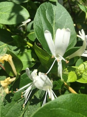 Lonicera japonica