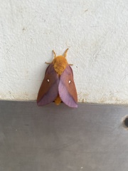 Anisota virginiensis