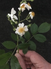 Rosa multiflora