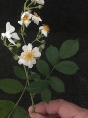 Rosa multiflora