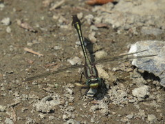 Gomphurus septima